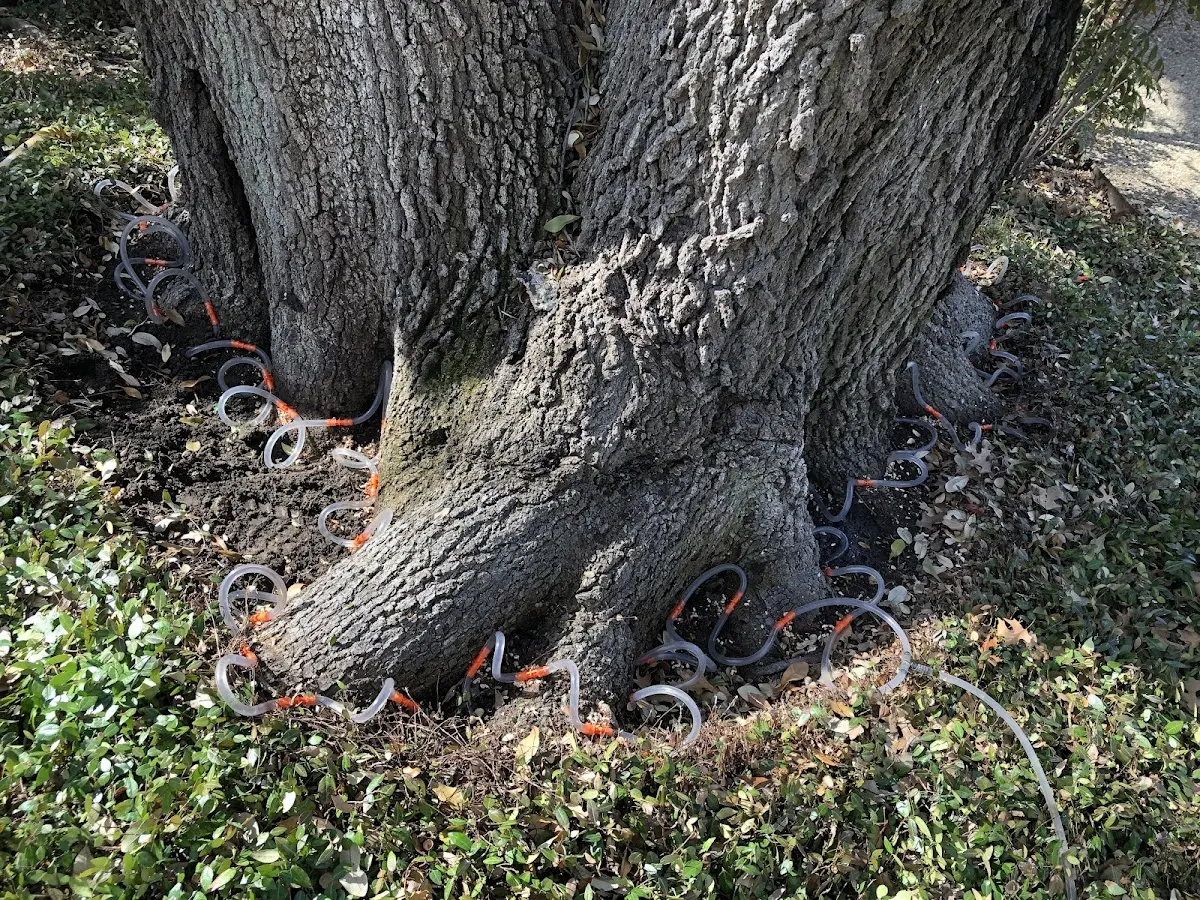 Detailed Tree Cabling and Bracing job site in Hartland